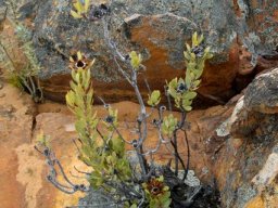 Protea glabra on the rocks