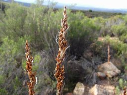Rhodocoma arida