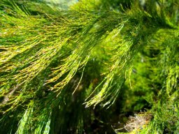 Rhodocoma capensis branch tips