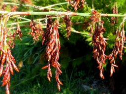 Rhodocoma gigantea male spikelets