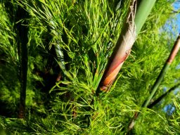 Rhodocoma gigantea sheath on a culm