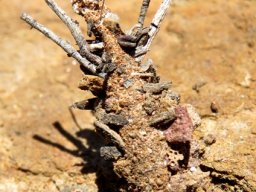 Bagworm, masterpiece of efficiency
