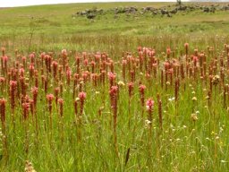 Satyrium hallackii subsp. ocellatum making its presence felt
