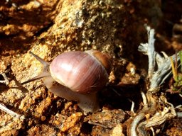 Snail on the move