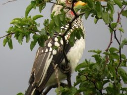 Southern yellowbilled hornbill in Ziziphus camouflage