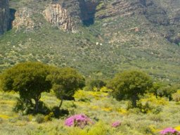 Spring celebration in the Little Karoo