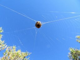Stone-nest spiders