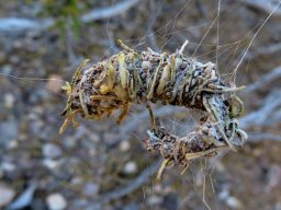 Stone-nest spider  nest
