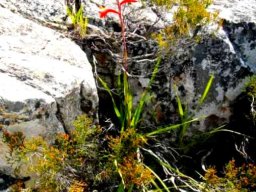 Watsonia and Serruria