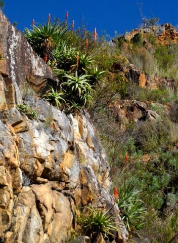 Aloe arborescens as cliffhanger
