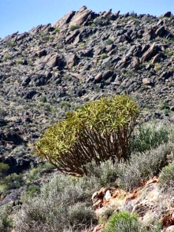Aloidendron ramosissimum