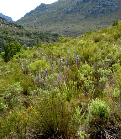 Aristea capitata near Bainskloof