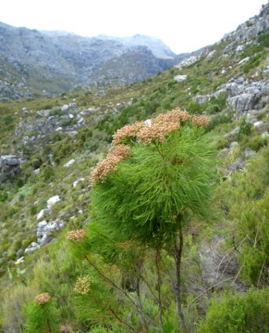 Berzelia lanuginosa near the base of a rocky slope