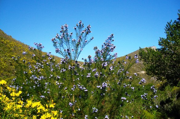 Bietou, fonteinbos and lots more