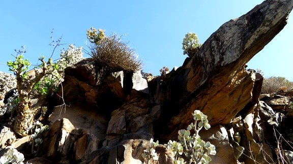 Crassula arborescens and Tylecodon paniculatus
