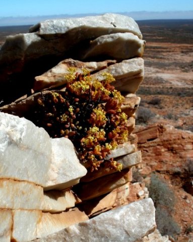 Crassula brevifolia subsp. brevifolia
