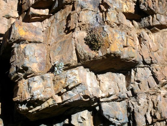 Crassulas clinging to a cliff
