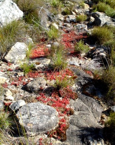 Drosera trinervia on the beaten track