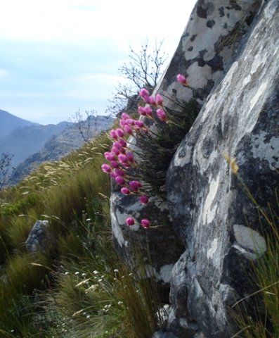Edmondia pinifolia not easily missed