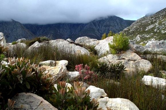 Erica strigilifolia, a mountain-top species