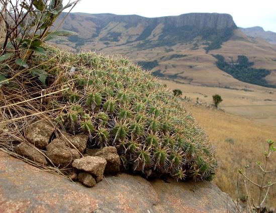 Euphorbia pulvinata north of Vryheid