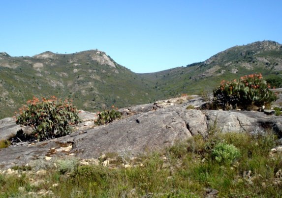 Kumara plicatilis safest on rock