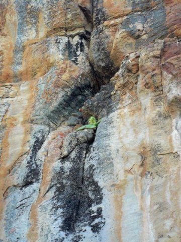 Massonia bifolia 