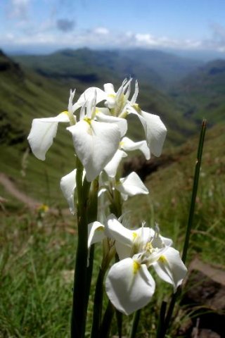 Moraea albicuspa in Drakensberg grassland