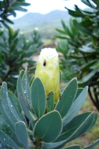Protea subvestita with early food scout 