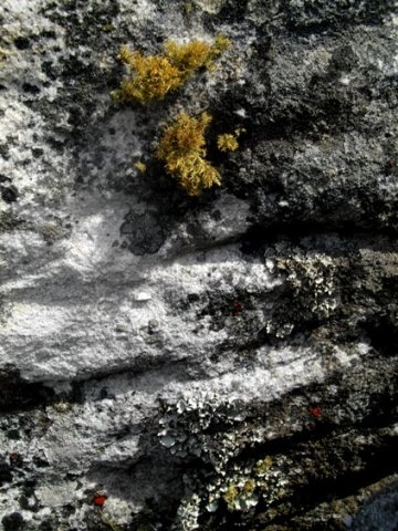 Lichen on Table Mountain