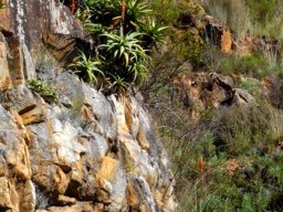 Aloe arborescens as cliffhanger