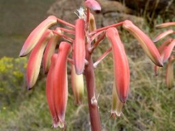 Aristaloe aristata 