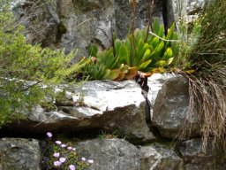 Kumara haemanthifolia and mesemb