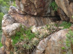 Aloe perfoliata quietly spreading