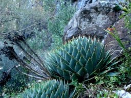 Aloe polyphylla in Lesotho