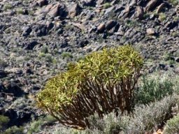 Aloidendron ramosissimum