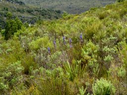 Aristea capitata near Bainskloof