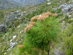 Berzelia lanuginosa near the base of a rocky slope