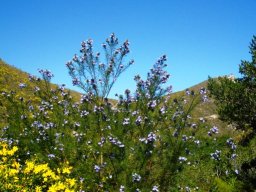 Bietou, fonteinbos and lots more