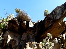 Crassula arborescens and Tylecodon paniculatus