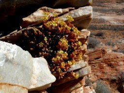 Crassula brevifolia subsp. brevifolia