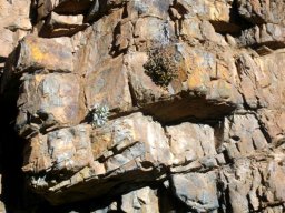 Crassulas clinging to a cliff