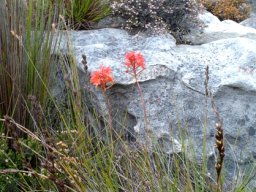 Disa ferruginea 