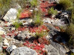 Drosera trinervia on the beaten track