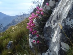 Edmondia pinifolia not easily missed