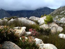 Erica strigilifolia, a mountain-top species