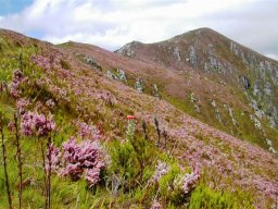 Ericas on a mountainside