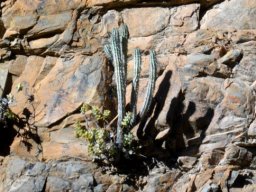 Euphorbia mammillaris in exclusive, high society