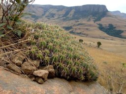 Euphorbia pulvinata north of Vryheid