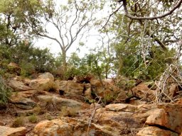Gauteng rocky hill 